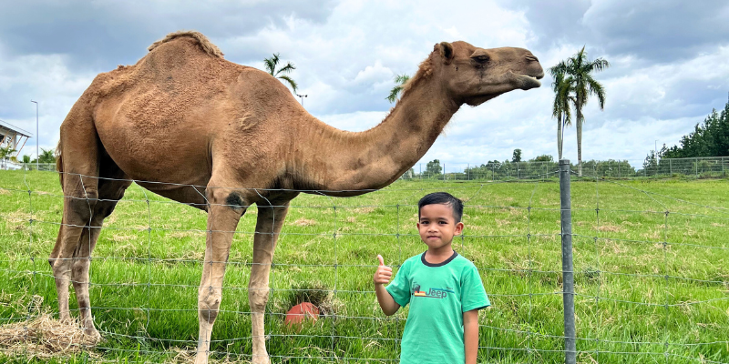 Pengunjung cilik restoran House of Kambing bergambar dengan unta di ladang MAEPS Serdang