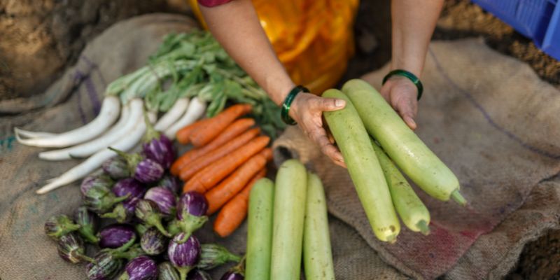 Petani tempatan mengutip sayur-sayuran segar