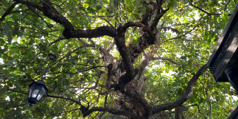The tree in Delgado.112's outdoor area