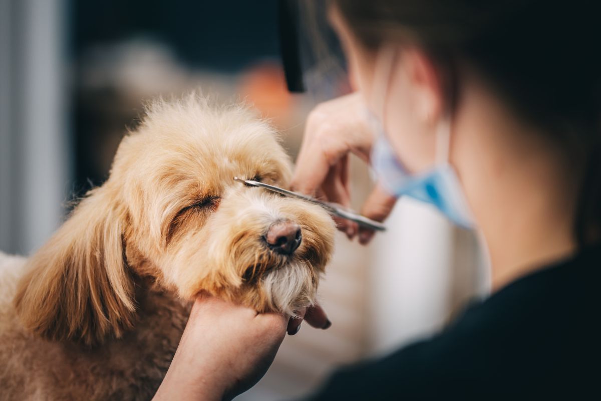 A dog getting groomed