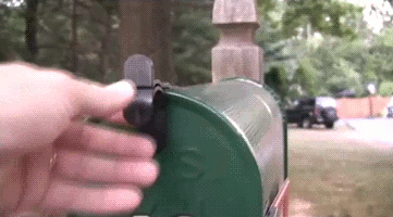 cat in a mailbox