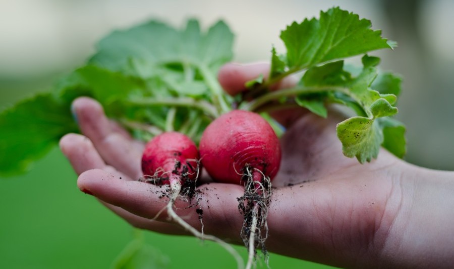 hand holding vegetables