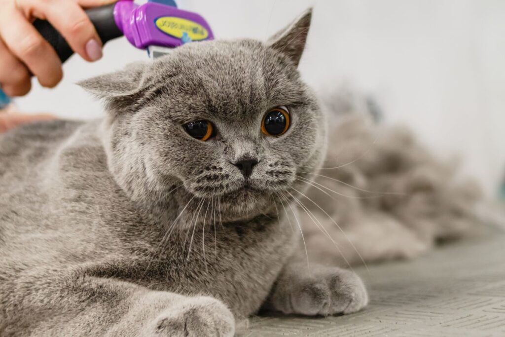 How to Open a Pet Shop or Mobile Grooming Business in Malaysia