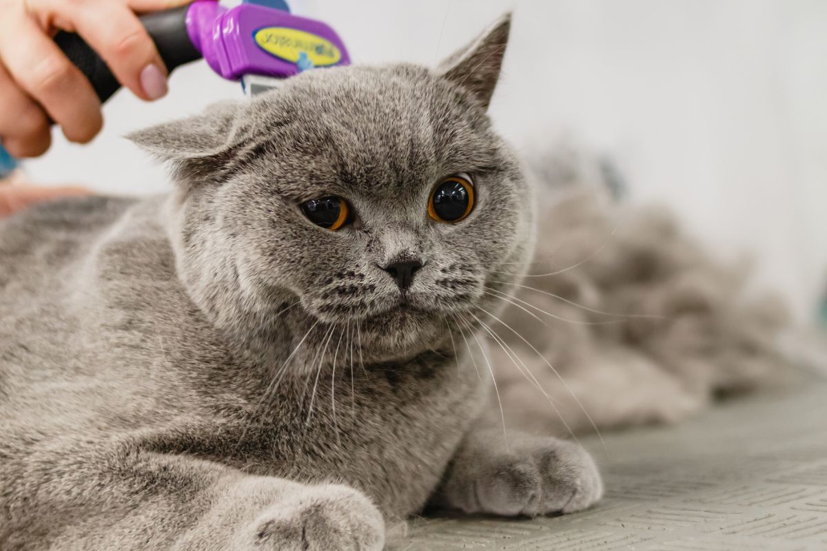 A cat getting groomed